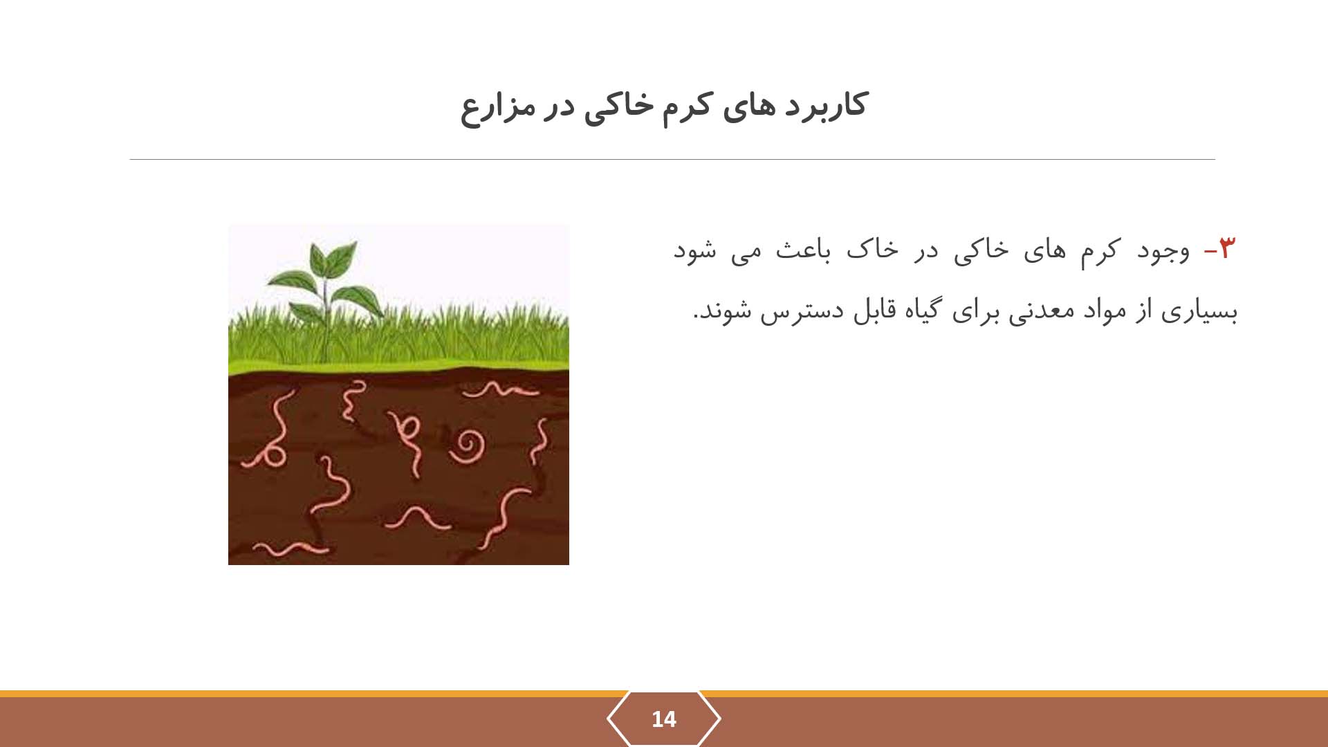 پاورپوینت در مورد کرم خاکی 